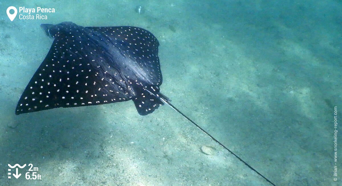 Spotted eagle ray at Playa Penca