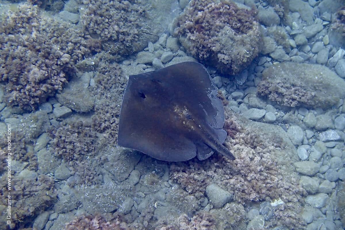 Stingray in Cap Corse