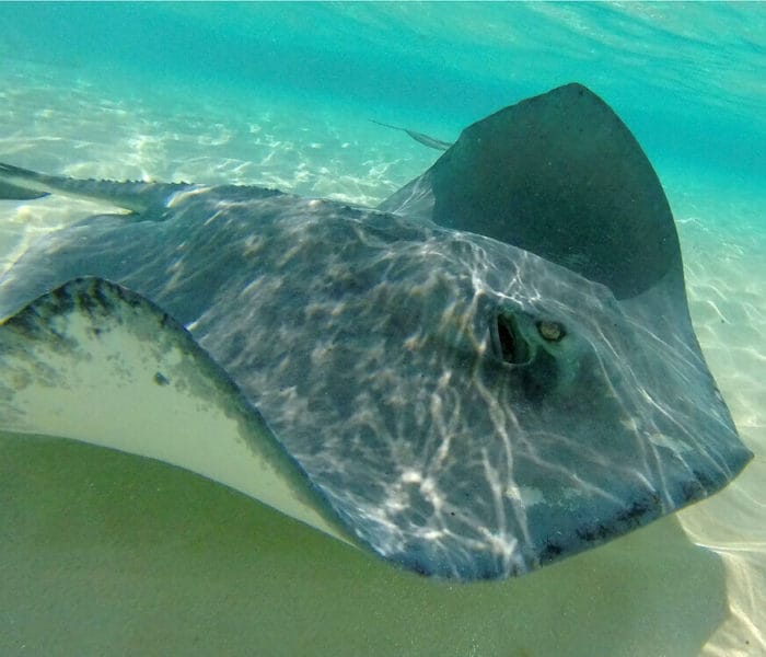 Stingray City