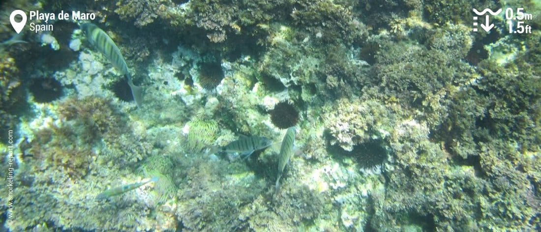 Striped bream at Playa de Maro