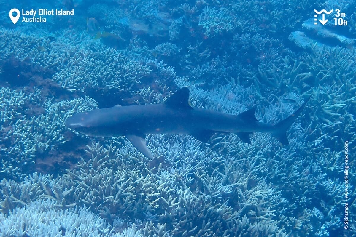 Whitetip reef shark at Lady Elliot Island