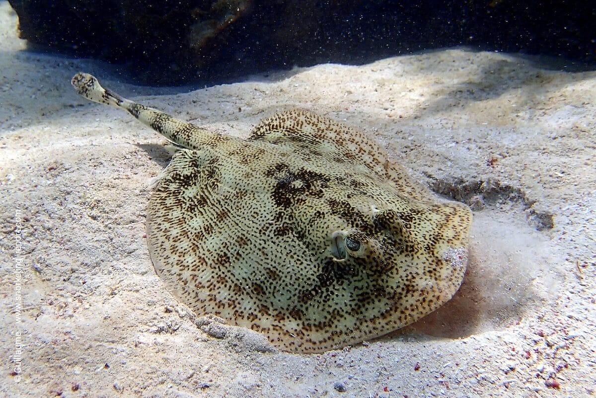 Yellow stingray in Akumal Bay