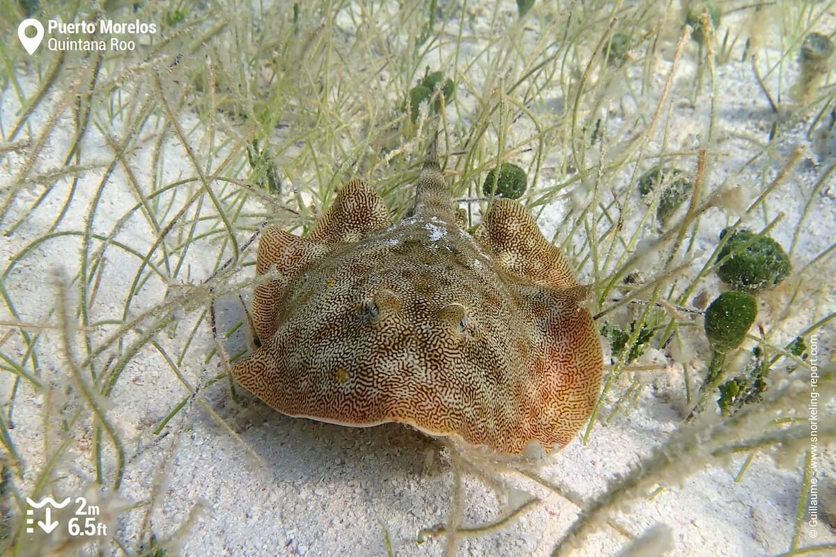 Yellow stingray in Puerto Morelos