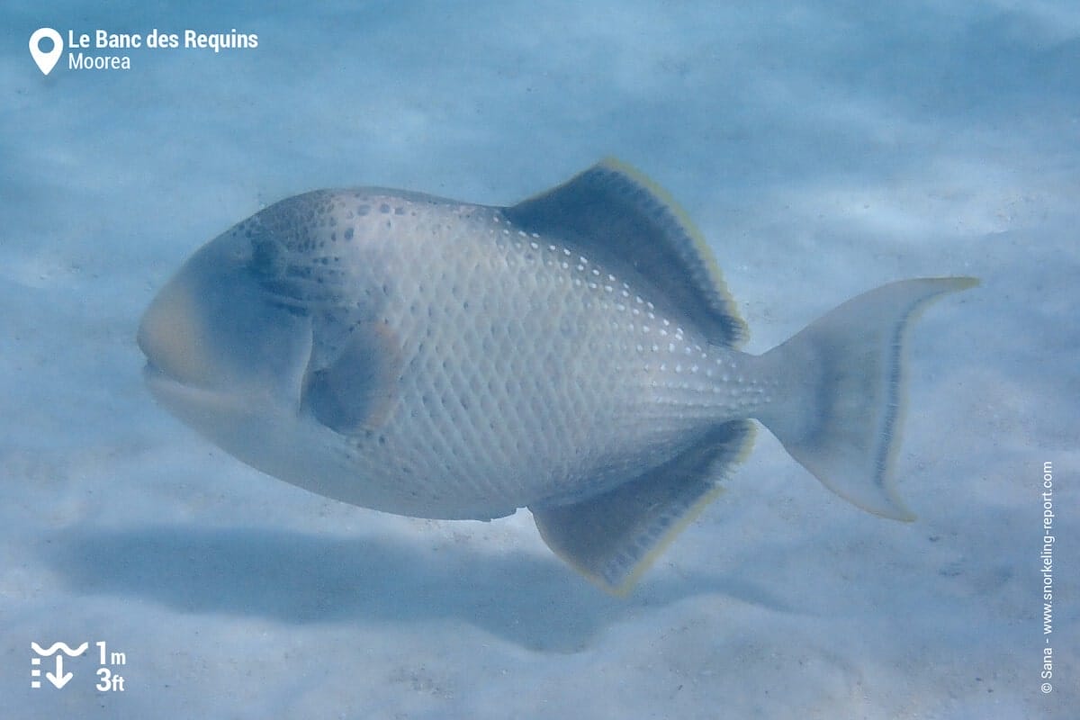 A yellowmargin triggerfish at the Sharks Sandbank.