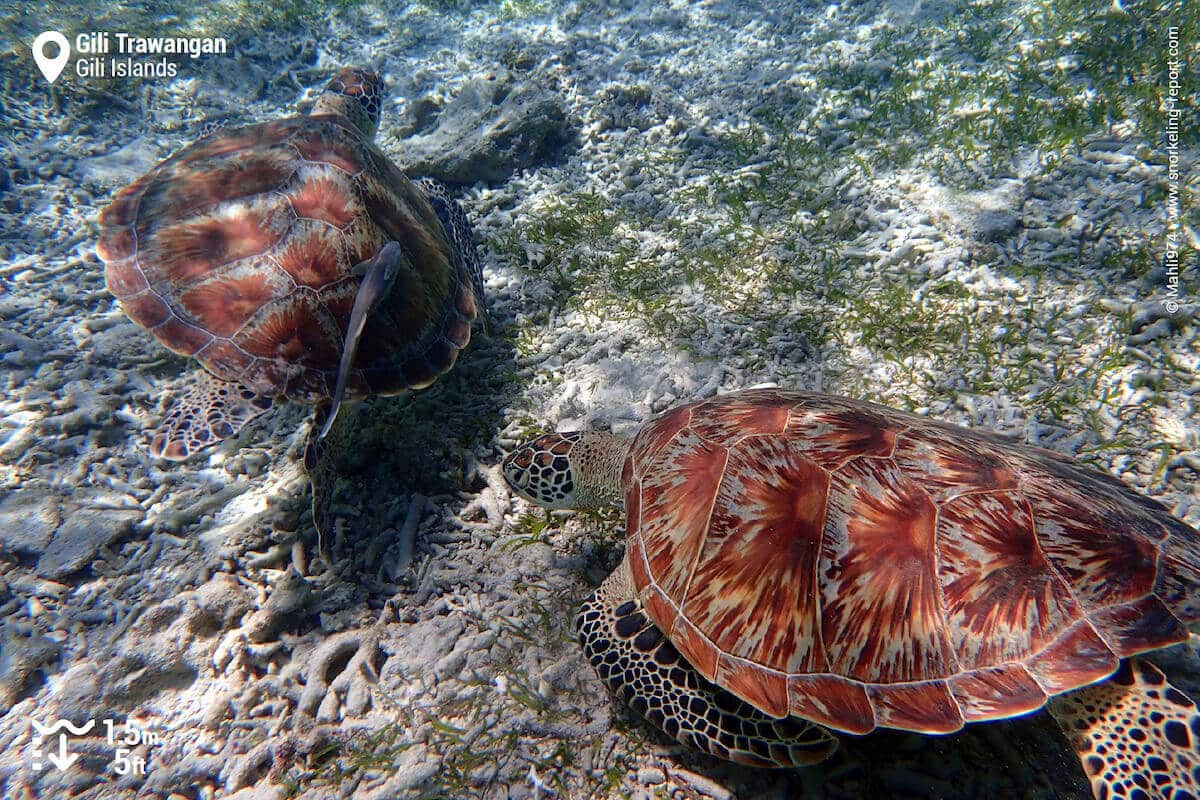 A pair of green sea turtles in Gili Trawangan