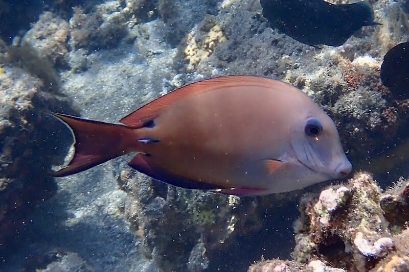 Acanthurus nigrofuscus
