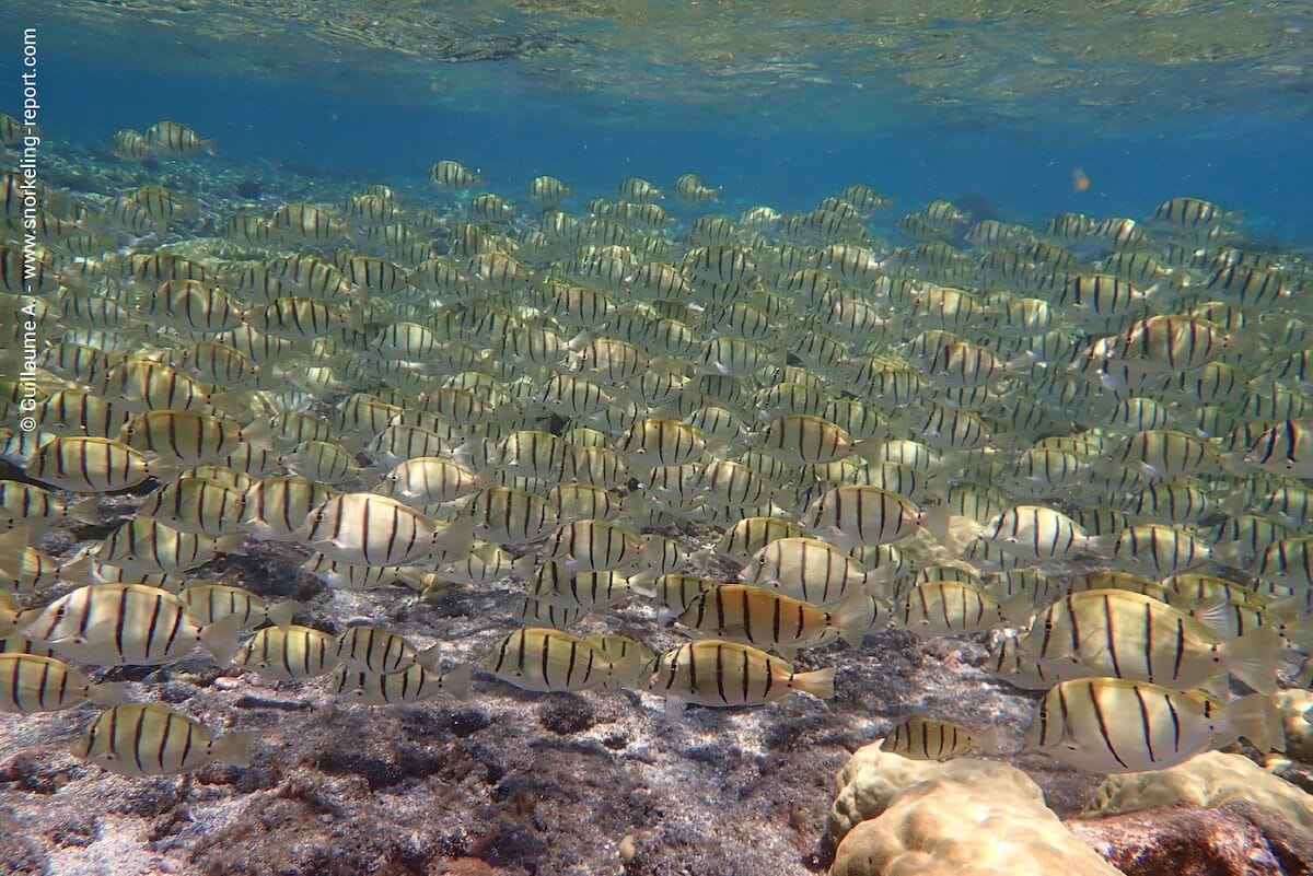 Un banc compact de centaines de chirurgiens bagnards