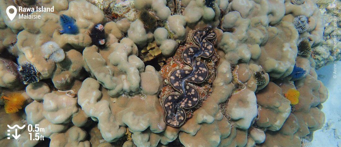 Bénitier à Rawa Island