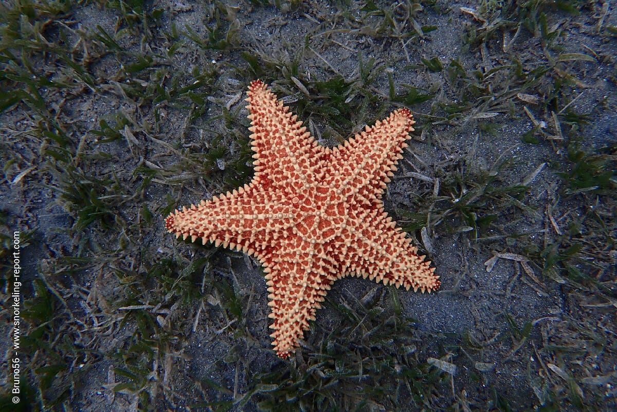 Caribbean cushion sea star in Malendure