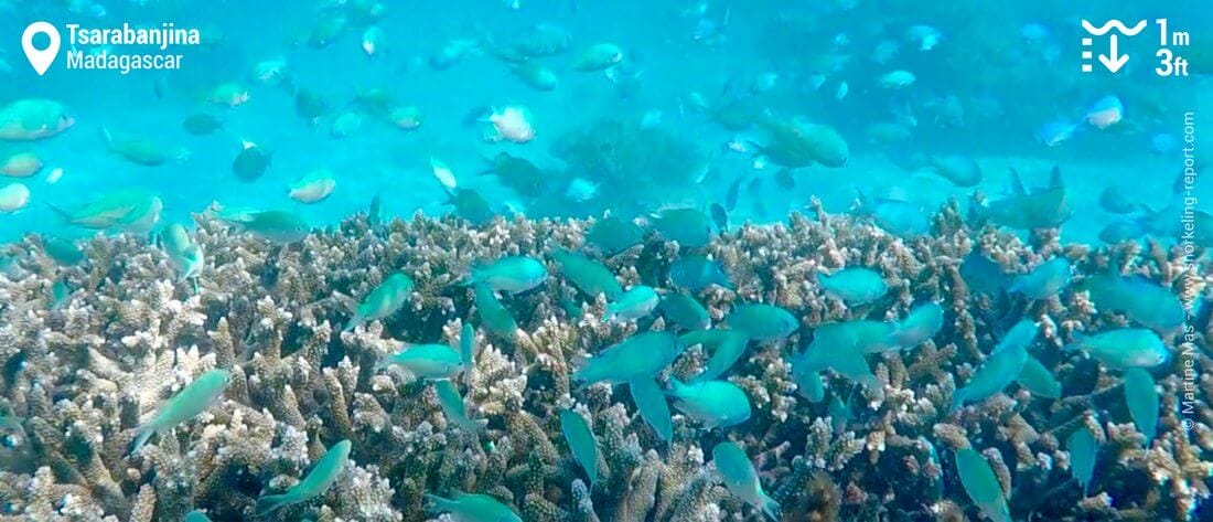 Chromis bleu-vert à Tsarabanjina, snorkeling à Madagascar