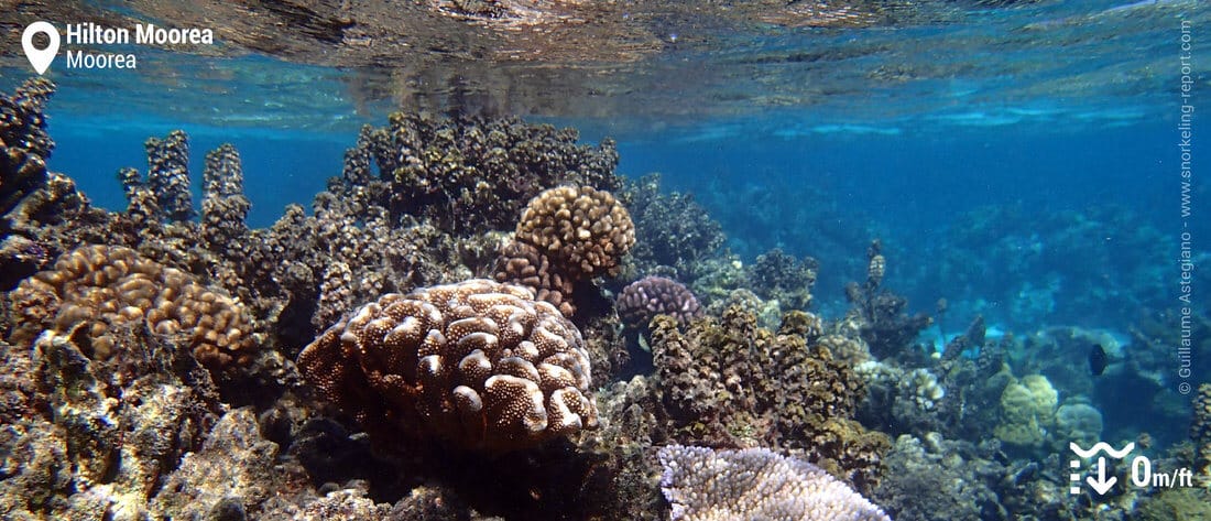 Coral reef at Hilton Moorea