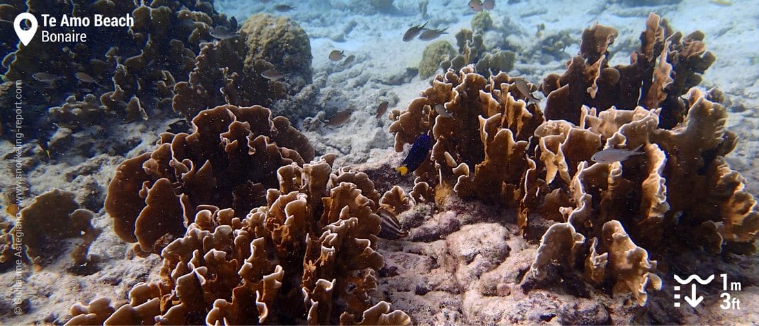 Coraux à te Amo Beach