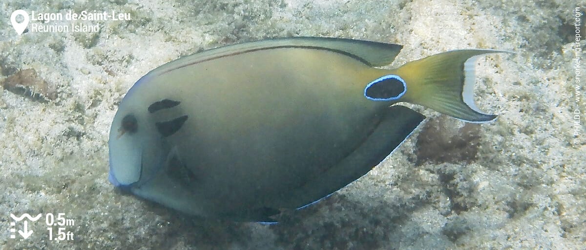 Doubleband surgeonfish