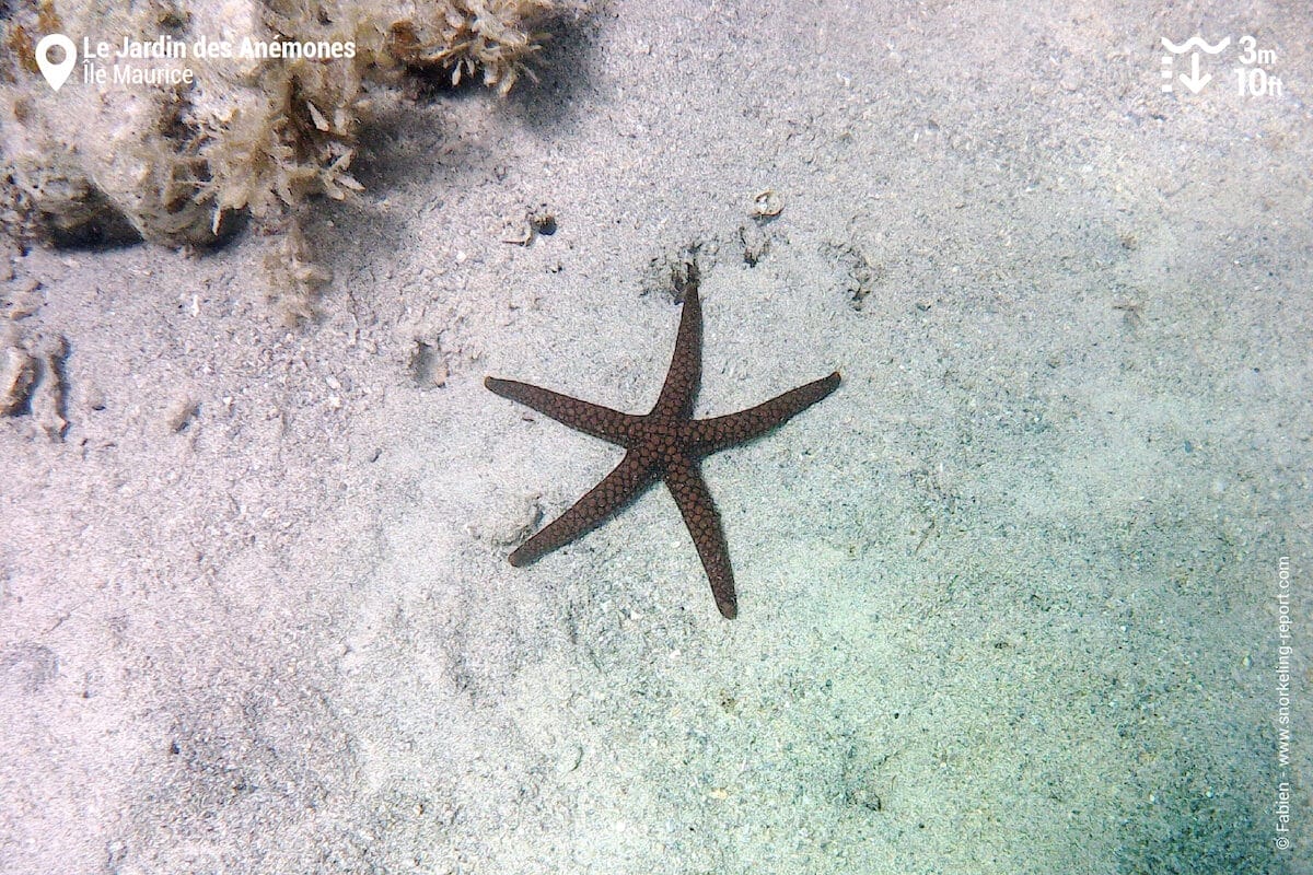 Etoile de mer réticulée