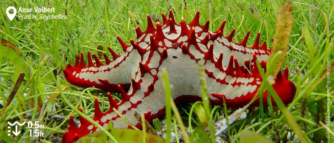 Etoile de mer à bosses rouges à l'Anse Volbert, Praslin