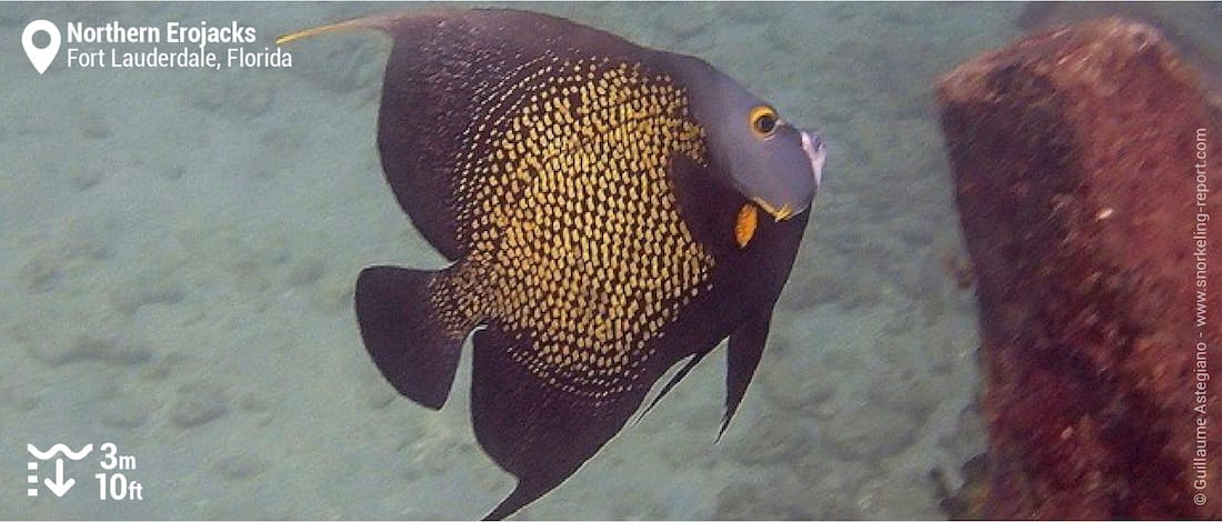 French angelfish at Northern Erojacks, Fort Lauderdale