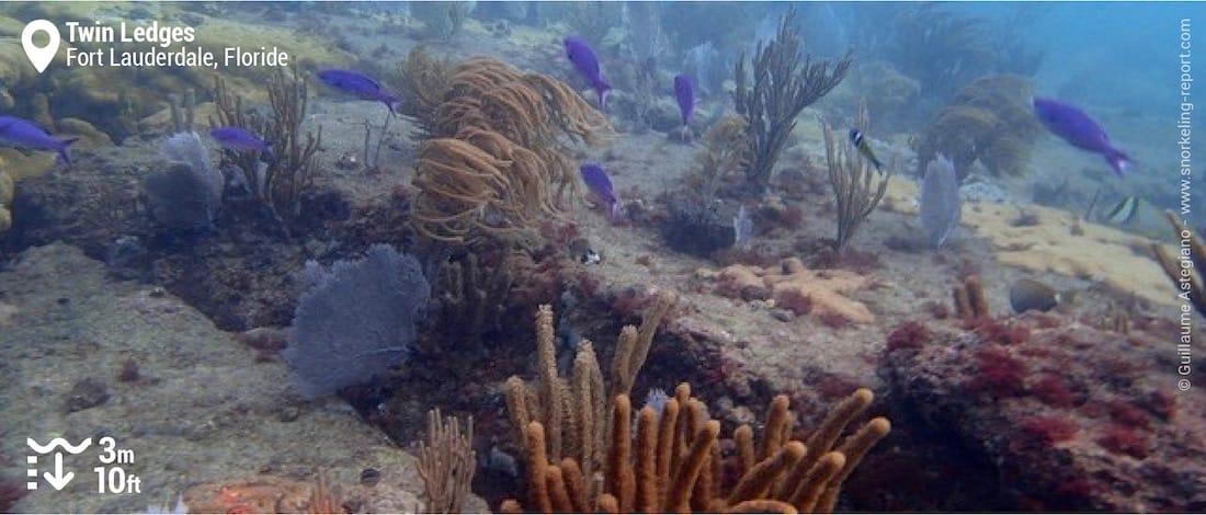 Gorgones et plumes de mer à Twin Ledges, Fort Lauderdale