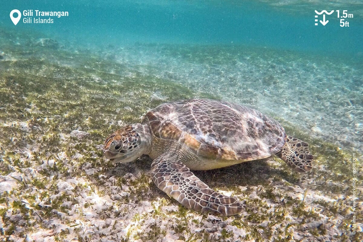 Green sea turtle in Gili Trawangan