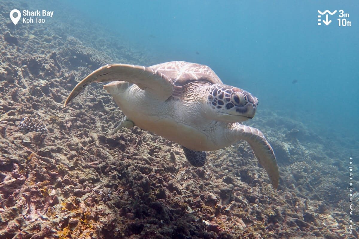 Green sea turtle in Shark Bay