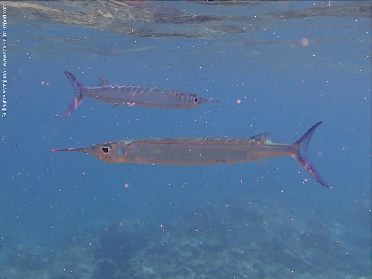 hyporhamphus affinis