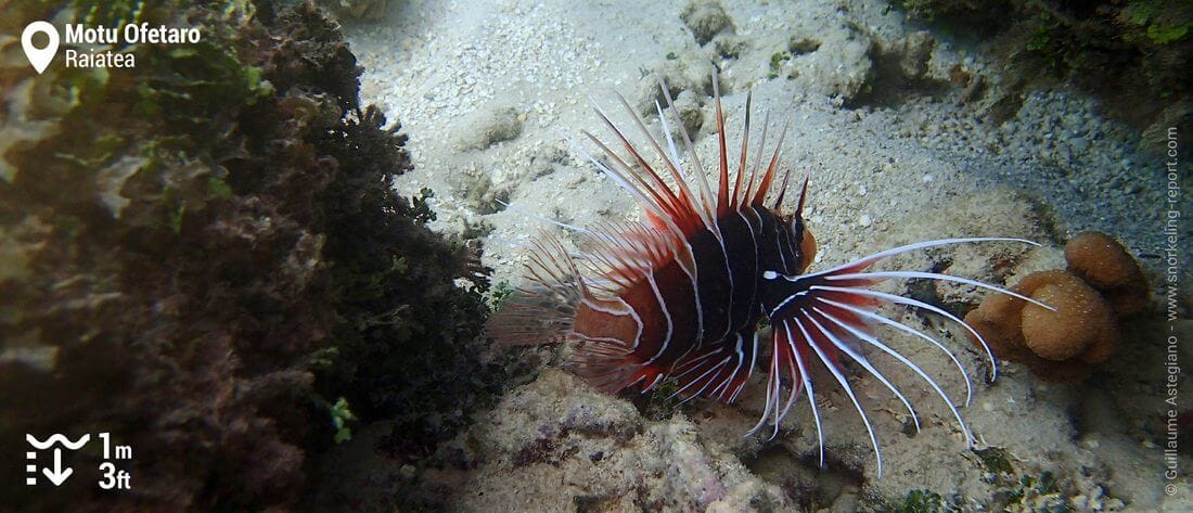 Lionfish at Motu Ofetaro - Raiatea snorkeling