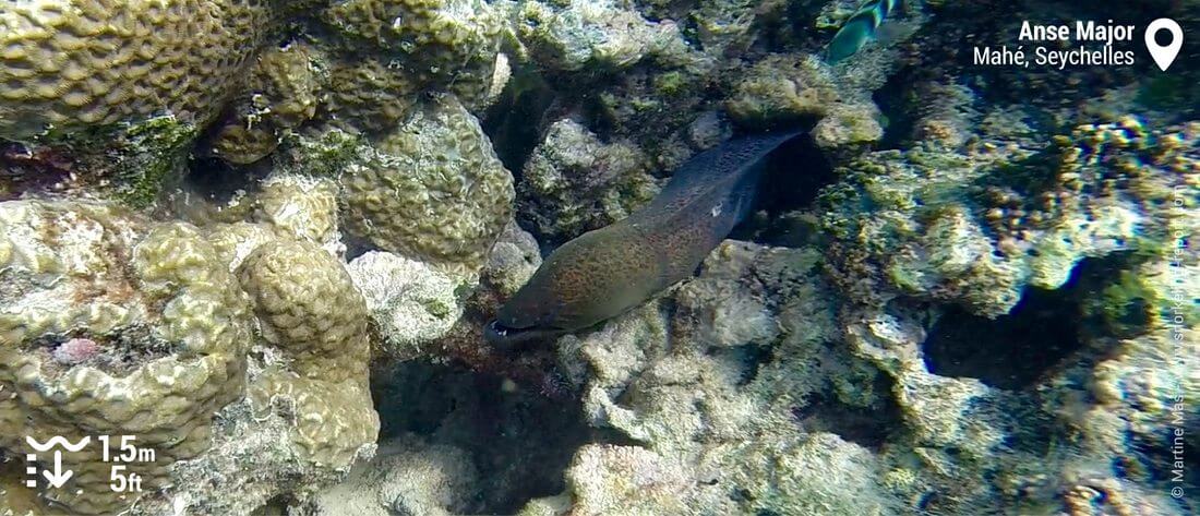 Giant moray eel at Anse Major, Seychelles
