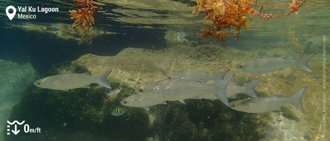 Mullet fish at Yal Ku Lagoon, Mexico