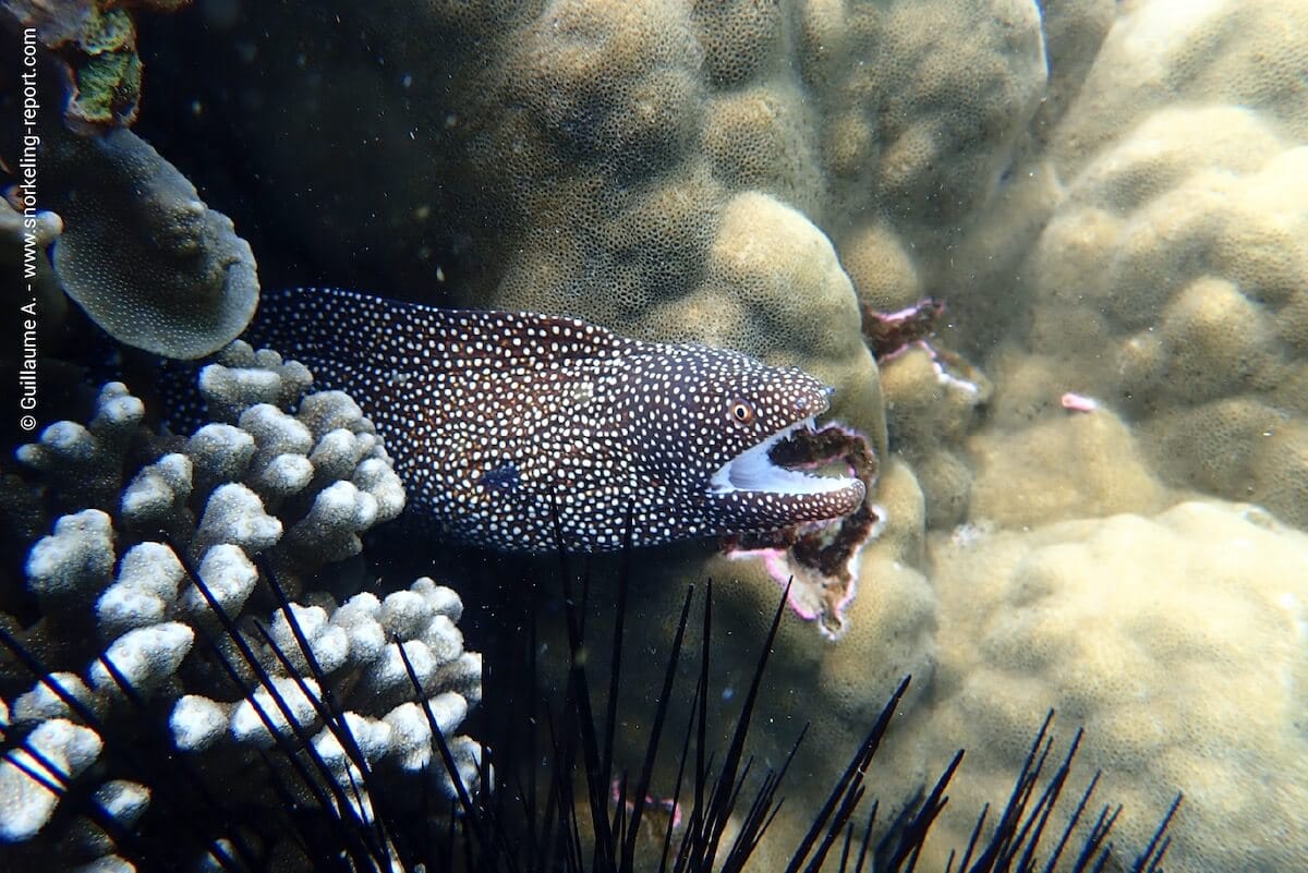 Murène ponctuée à Grande Anse