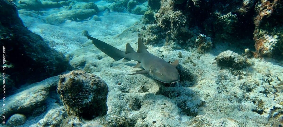 Nurse shark at Jardines de la Reina
