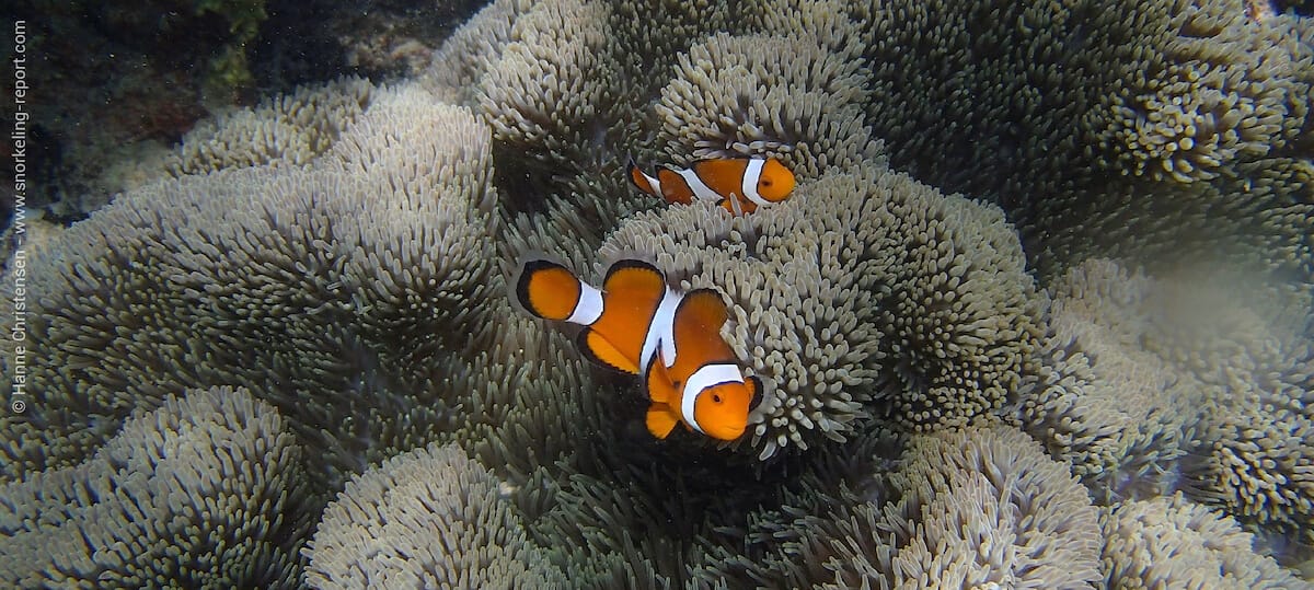 Ocellaris clownfish in Pulau Sapi