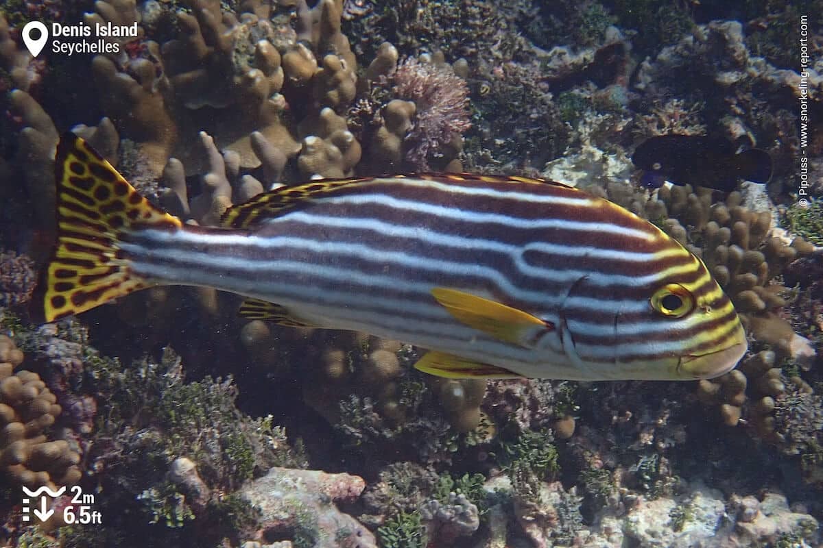Oriental sweetlips in Denis Island