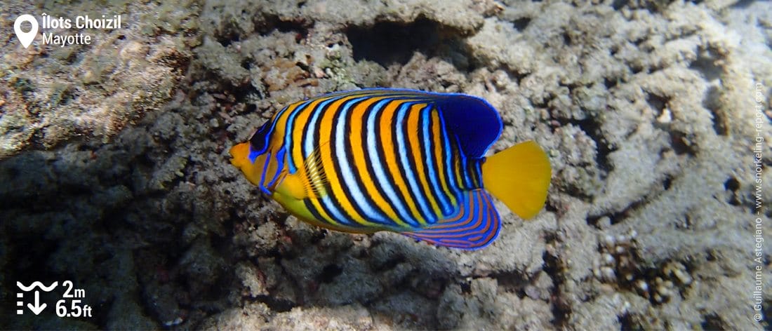 Poisson-ange duc aux îlots Choizil, Mayotte