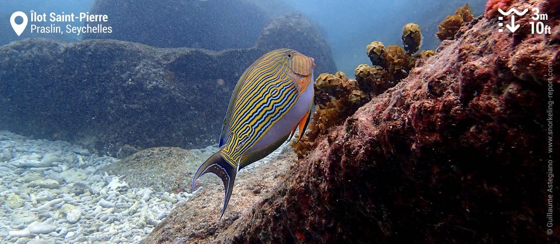 Poisson-chirurgien clown à l'îlot Saint-Pierre, Seychelles
