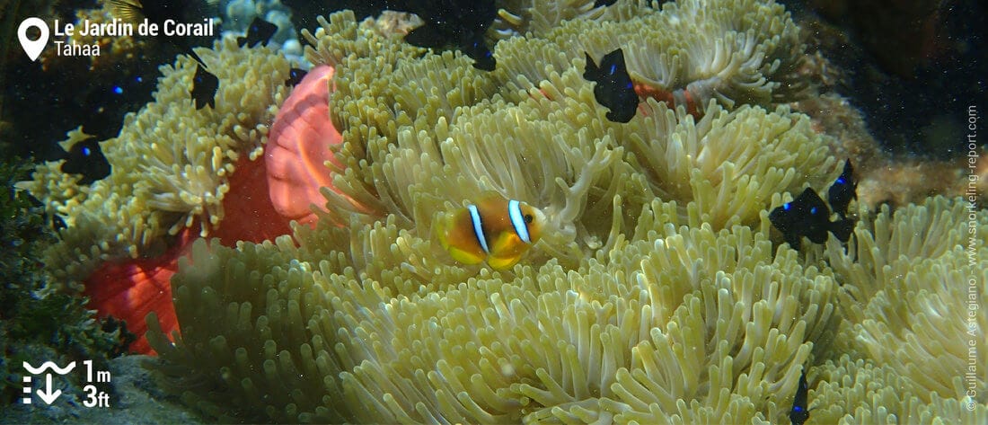 Snorkeling avec des poissons-clowns au Jardin de Corail de Tahaa