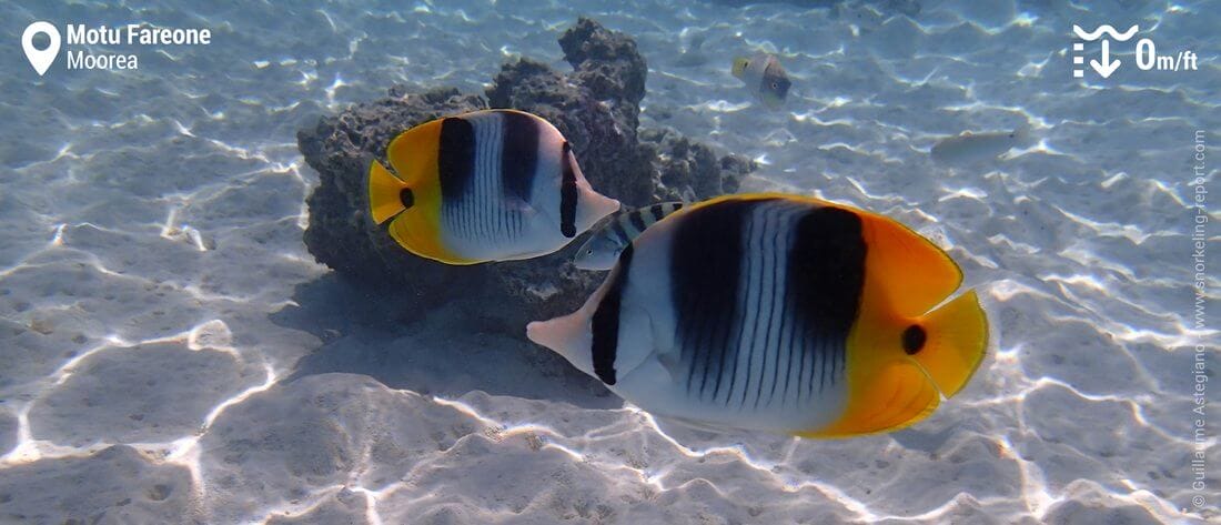 Poissons-papillon d'Ulietea au Motu Fareone, Moorea