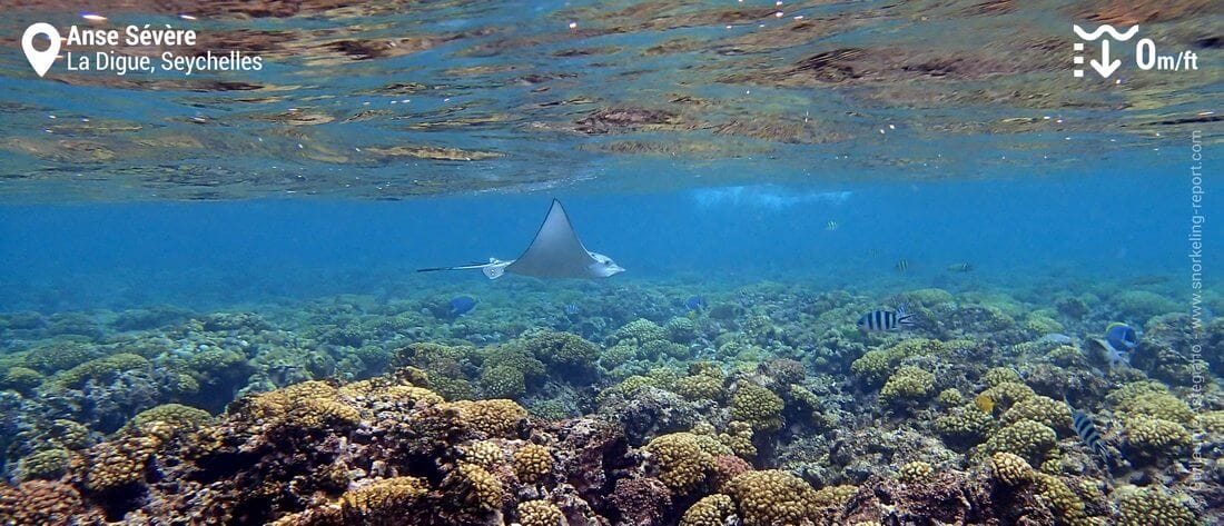 Snorkeling with spotted eagle ray at Anse Sévère, Seychelles