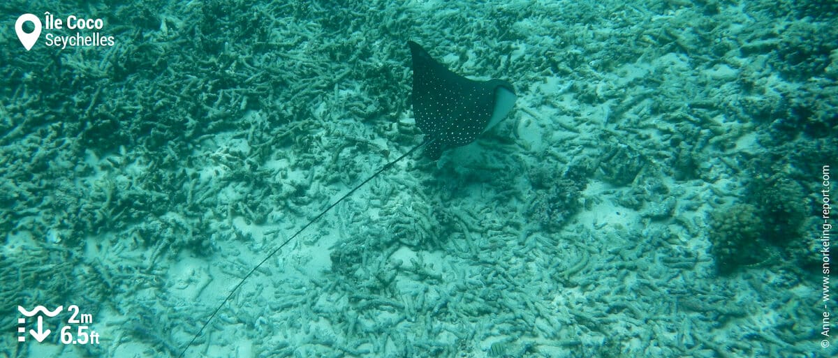 Raie léopard à l'Île Coco