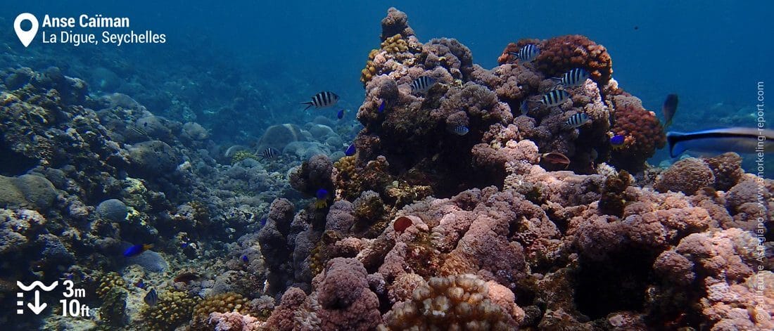 Récif corallien à l'Anse Caïman, La Digue