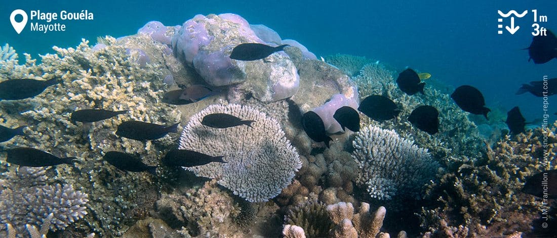 Récif corallien à la Plage Gouéla, Mayotte