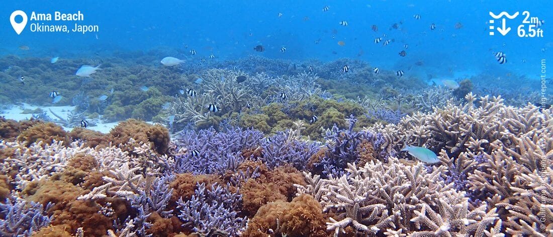 Le Jardin de Corail, à Ama Beach