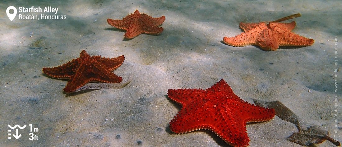 Red cushion sea star at Starfish Alley, Roatan