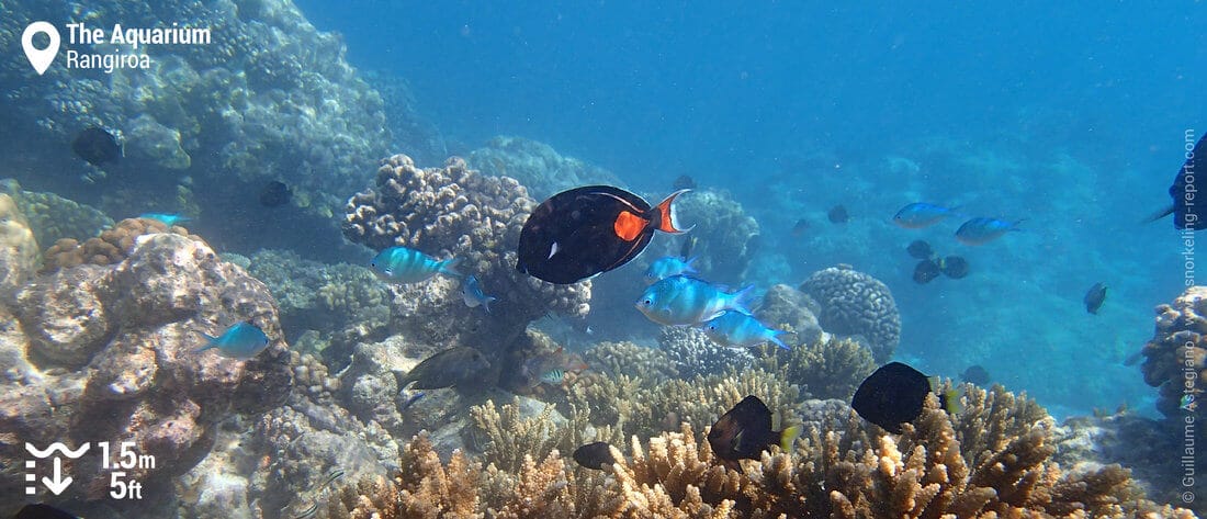 Snorkeling reef fish at the Aquarium, Rangiroa