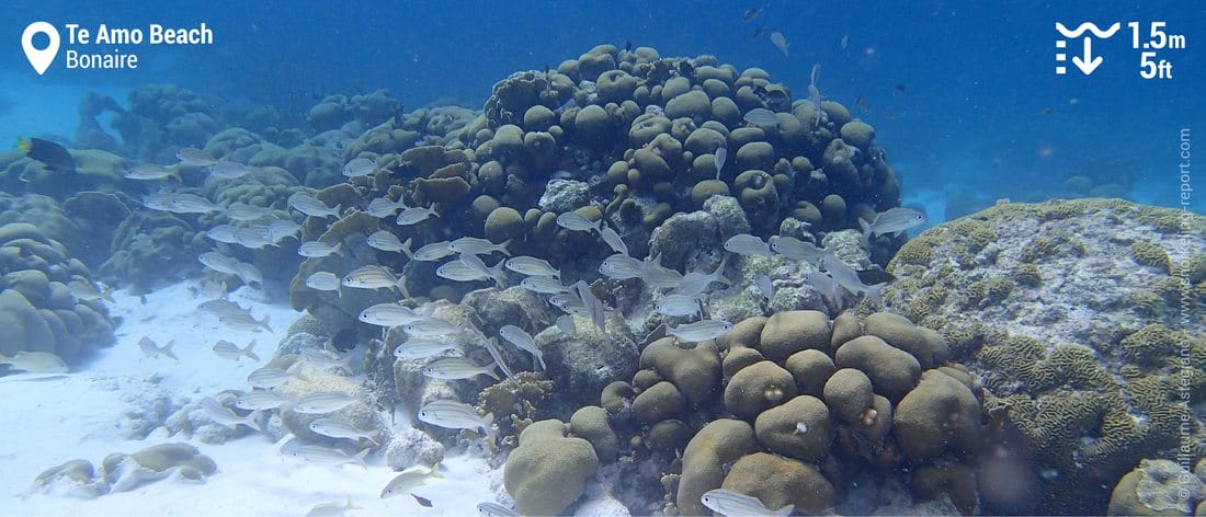 Te Amo Beach coral reef