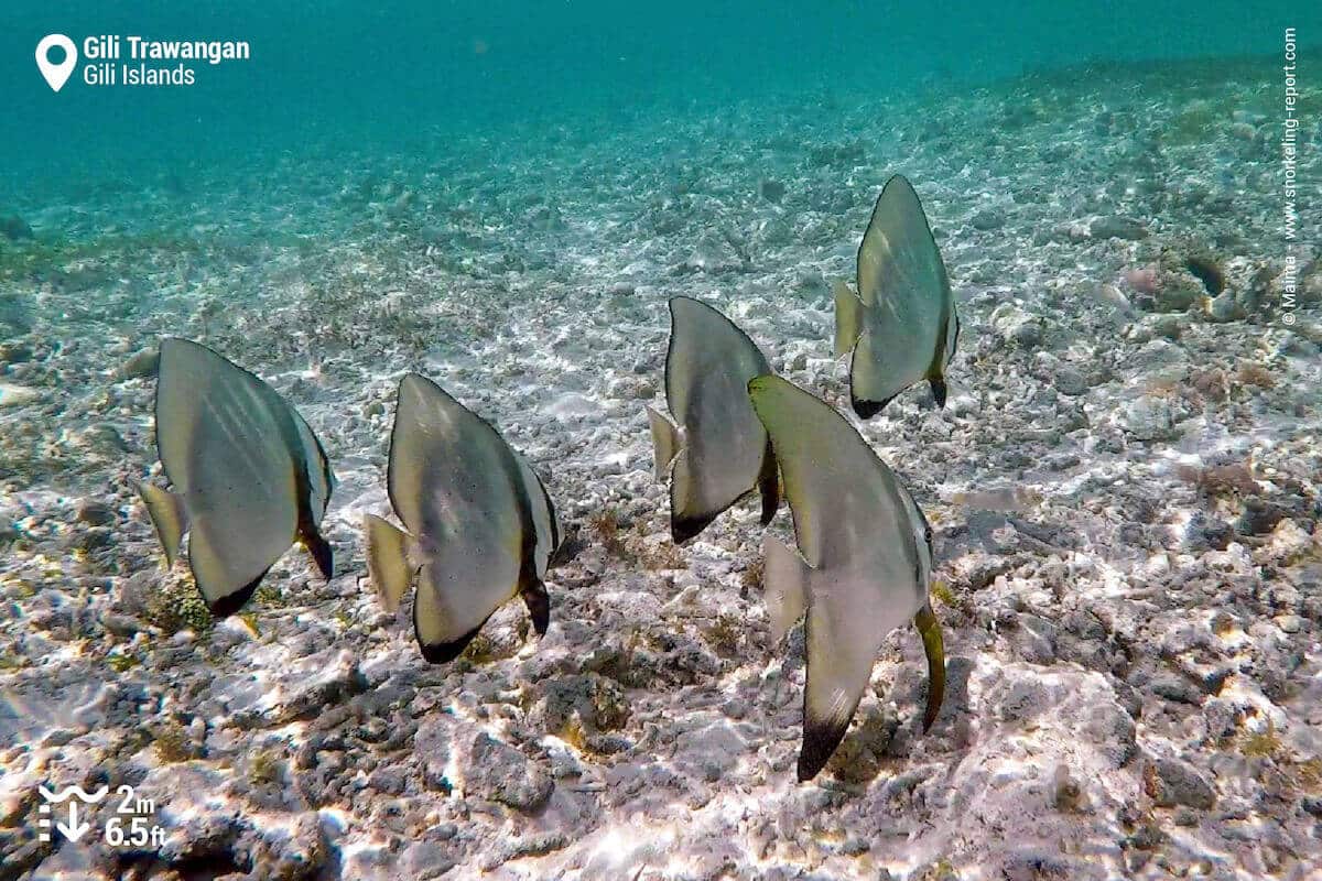School of batfish in Gili Trawangan