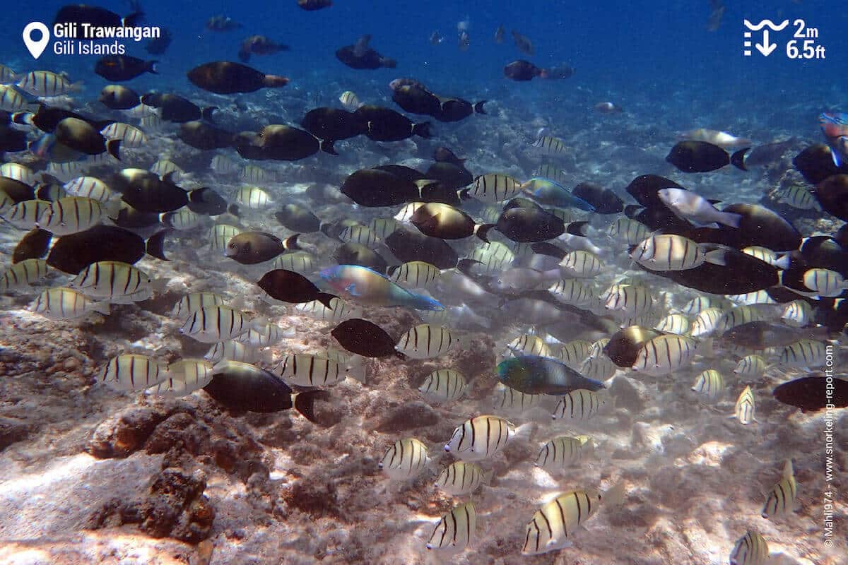 School of mixed surgeonfish in Gili Trawangan