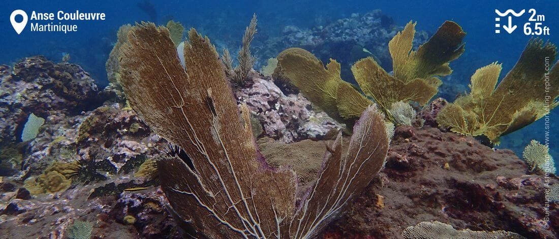 Sea fan reef at Anse Couleuvre, Martinique snorkeling