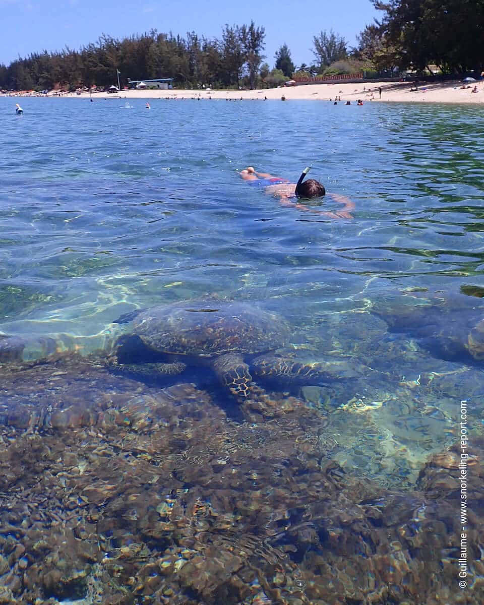 Snorkeler observing a sea turtle in Reunion Island