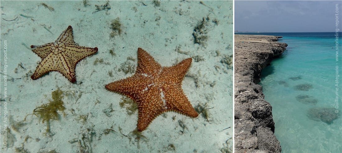 Snorkeling avec les étoiles de mer sur le spot de Tres Trapi, Aruba