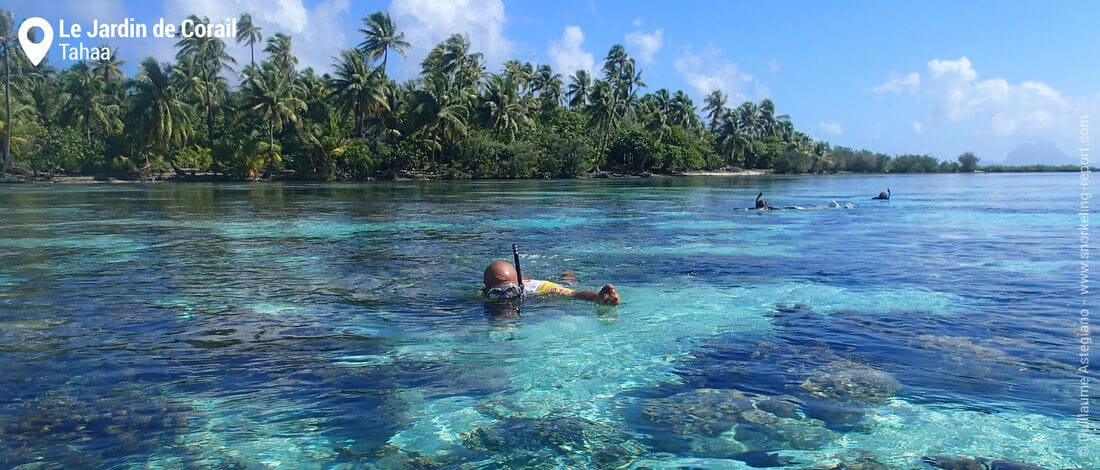 Snorkeling au Jardin de Corail de Tahaa