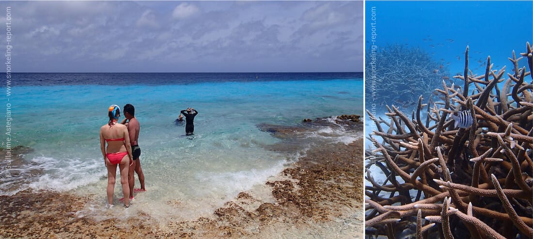 Snorkeling à Bonaire